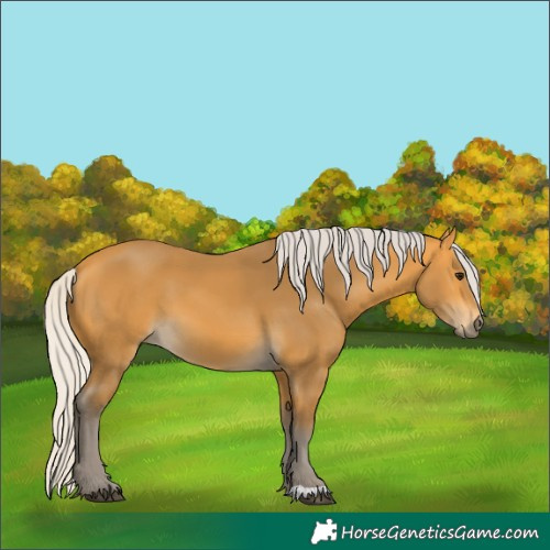 Horse Color:Silver Buckskin 
