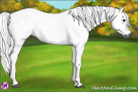 Horse Color:Gray Grullo