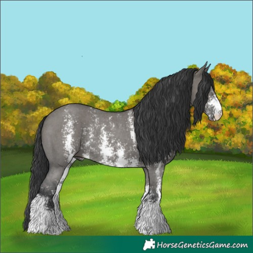 Horse Color:Grullo Sabino Rabicano 