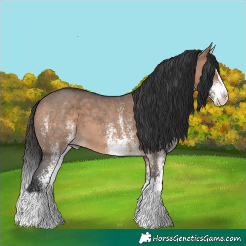 Horse Color:White Spotted Bay Dun Splash 