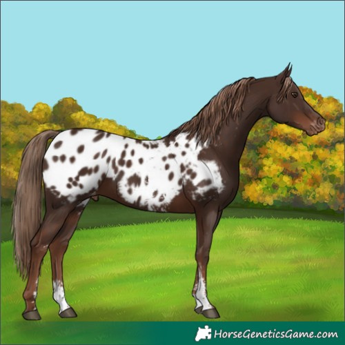 Horse Color:Liver Chestnut Sabino Appaloosa 