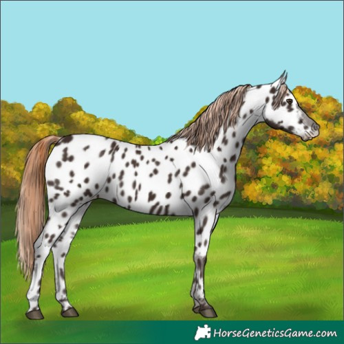 Horse Color:Liver Chestnut Appaloosa 