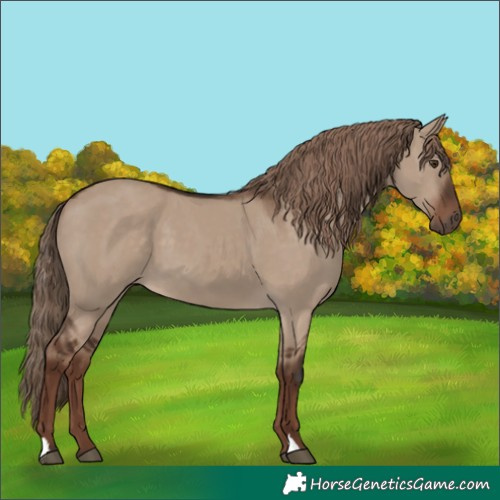Horse Color:Liver Red Dun 