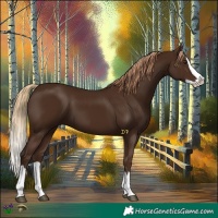 Horse Color:Liver Chestnut Splash 