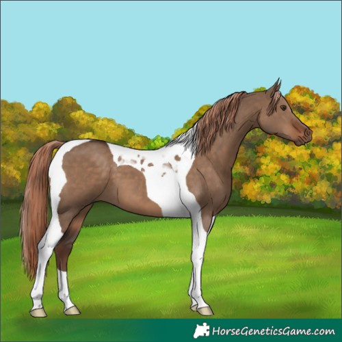 Horse Color:Liver Red Dun Tobiano 