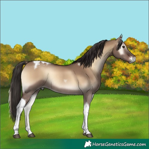 Horse Color:Liver Red Dun Onyx Tobiano Rabicano 