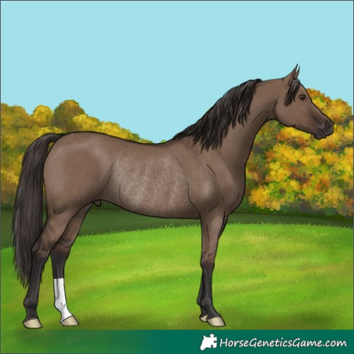 Horse Color:Liver Red Dun Rabicano 