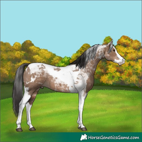 Horse Color:Liver Red Dun Splash Tobiano Rabicano 