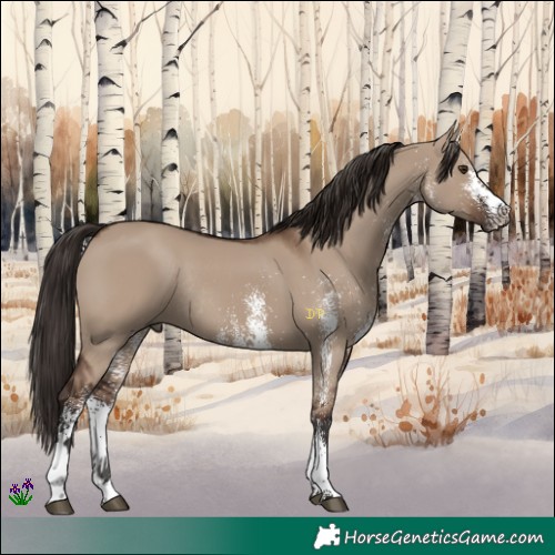 Horse Color:White Spotted Liver Red Dun Rabicano 