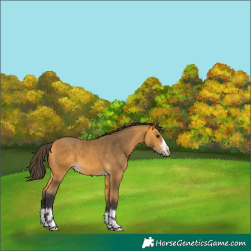 Horse Color:Buckskin 
