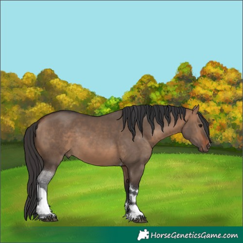 Horse Color:Bay Dun Tobiano 