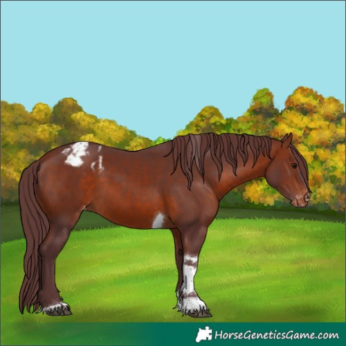 Horse Color:Chocolate Bay Tobiano Appaloosa 