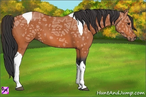 Horse Color:Bay Ice Tobiano