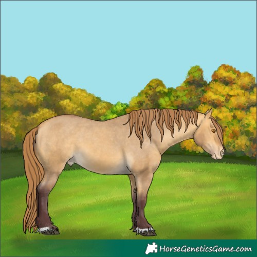 Horse Color:Chocolate Buckskin Dun Appaloosa 