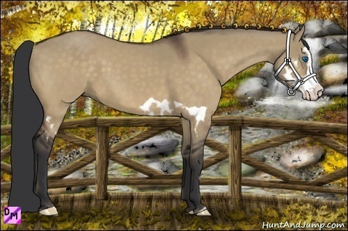 Horse Color:Bay Dun Splash Frame 