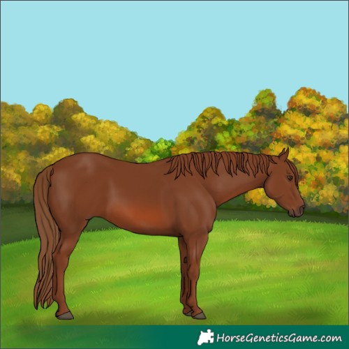 Horse Color:Chestnut 