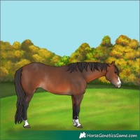 Horse Color:Bay Rabicano