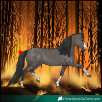 Horse Color:Grullo