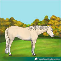 Horse Color:Palomino Dun Splash