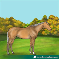 Horse Color:Silver Buckskin 