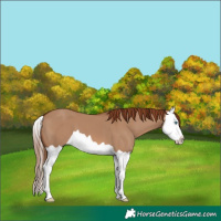 Horse Color:Red Dun Splash