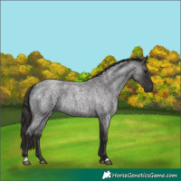 Horse Color:Smoky Blue Roan