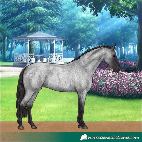 Horse Color:Smoky Blue Roan 