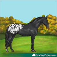 Horse Color:Black Appaloosa 
