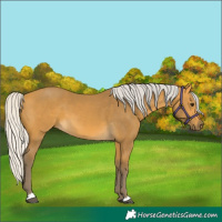 Horse Color:Silver Buckskin