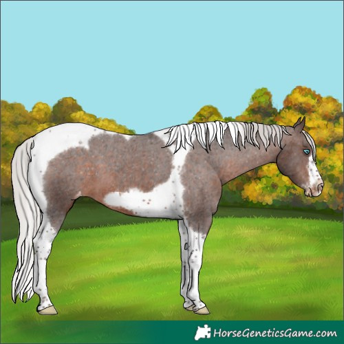 Horse Color:Silver Brown Tobiano Frame Appaloosa