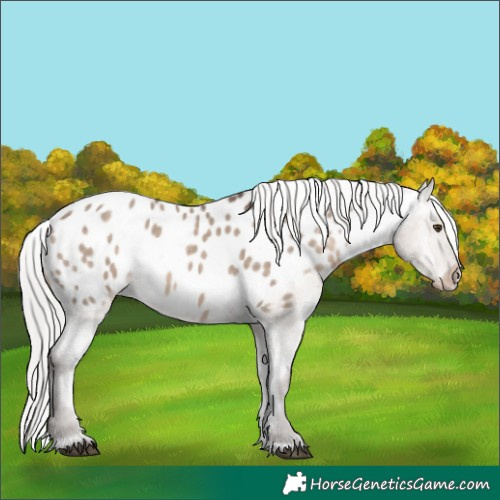 Horse Color:Silver Brown Dun Mushroom Blanket Rabicano 