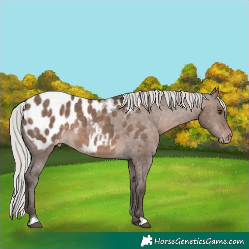 Horse Color:Silver Brown Dun Mushroom Appaloosa 