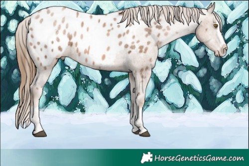 Horse Color:Liver Chestnut Ice Pearl Splash Appaloosa 