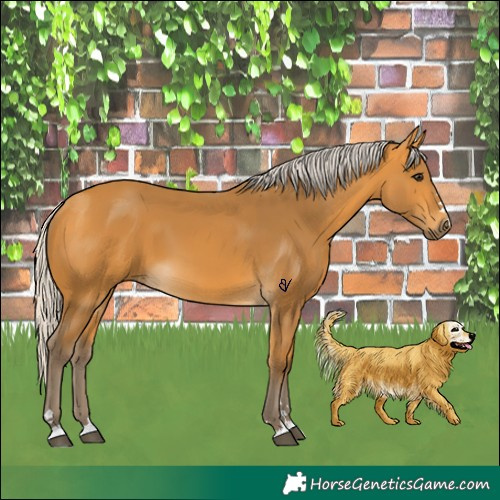 Horse Color:Silver Buckskin 