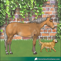 Horse Color:Silver Buckskin 