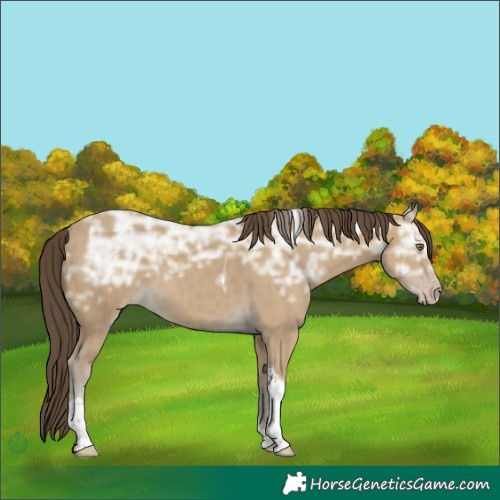 Horse Color:Classic Cream Champagne Ice Tobiano Rabicano 
