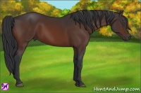 Horse Color:Bay Frame