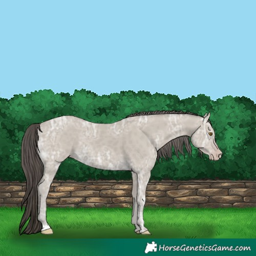 Horse Color:Classic Cream Champagne Ice 