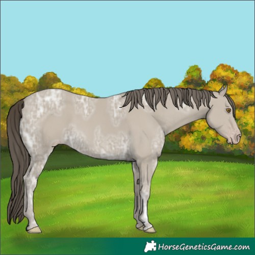 Horse Color:Classic Cream Champagne Ice 