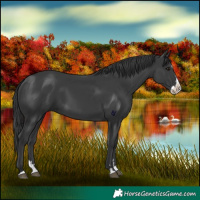 Horse Color:Black Splash