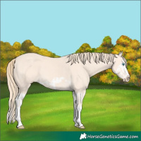 Horse Color:Perlino Splash and Perlino Splash Frame