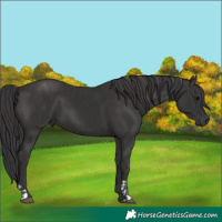 Horse Color:Black  and Smoky Black 
