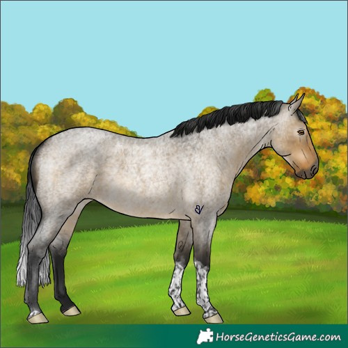Horse Color:Gray Buckskin Roan Dun Tobiano Rabicano 