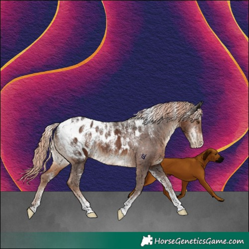 Horse Color:Powder White Liver Chestnut Appaloosa 
