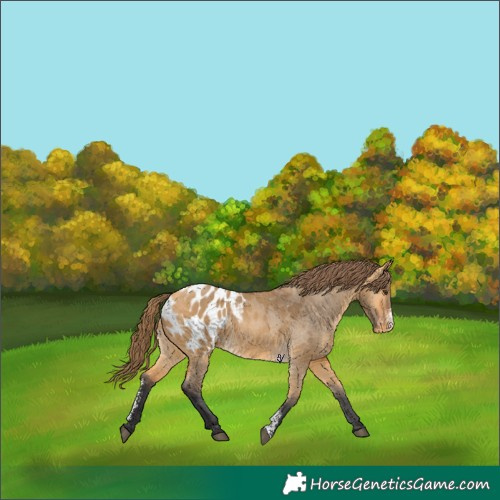 Horse Color:Buckskin Dun Sabino Appaloosa 