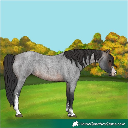 Horse Color:Brown Roan Sabino Rabicano 