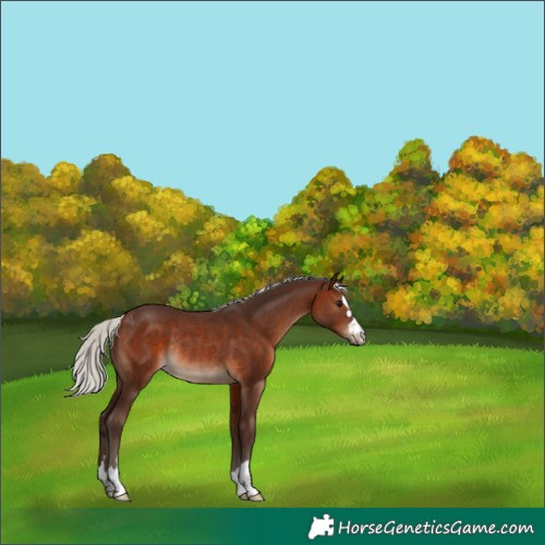 Horse Color:Silver Brown Rabicano 