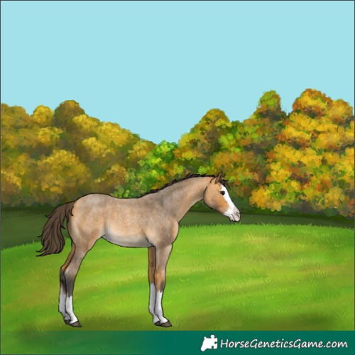 Horse Color:Buckskin Roan Splash Rabicano 