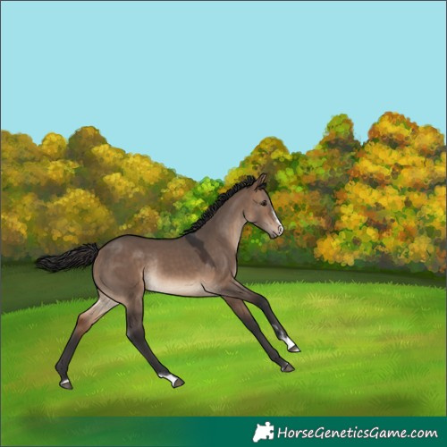 Horse Color:Brown Dun Rabicano 
