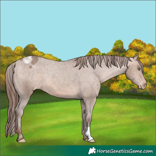 Horse Color:Sable Champagne Appaloosa 